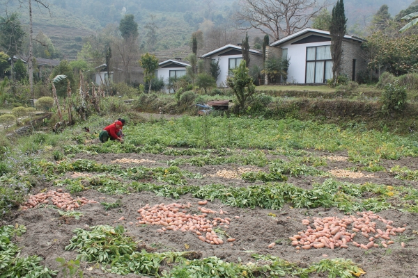 히말라야 농장 식당에 식자재를 공급하는 농민들이 감자를 수확하고 있다. 단층 독채 숙소는 지붕이 넓고 낮아 빗물을 모으기 수월하다. 사진=윤대영